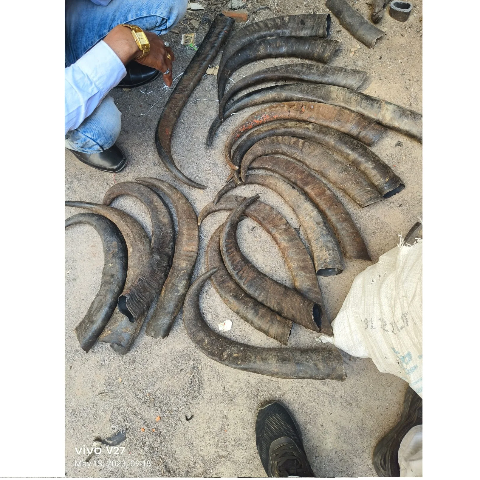 Natural Buffalo Raw Horn and Horn Tip/ Quantity Black and Natural Color for Customized Size and Horn / Buffalo Horn