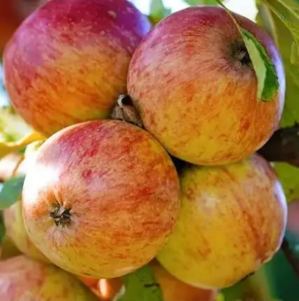 Wholesale Hot Sale Other Importers Supplier Bulk Other Products Export Fresh Red Apples Fruit Farm Direct Price