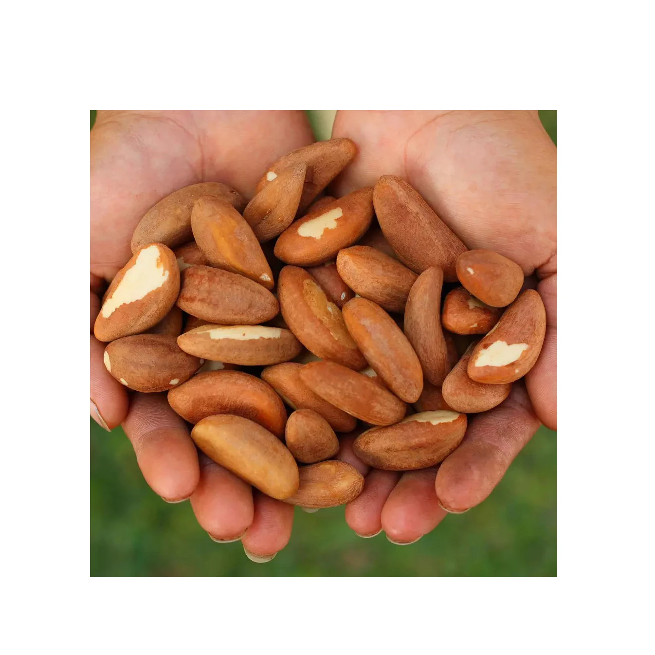Brazil nut kernels - Tiny size grade above 180 nuts per pound - Shelled Brazil nut kernels