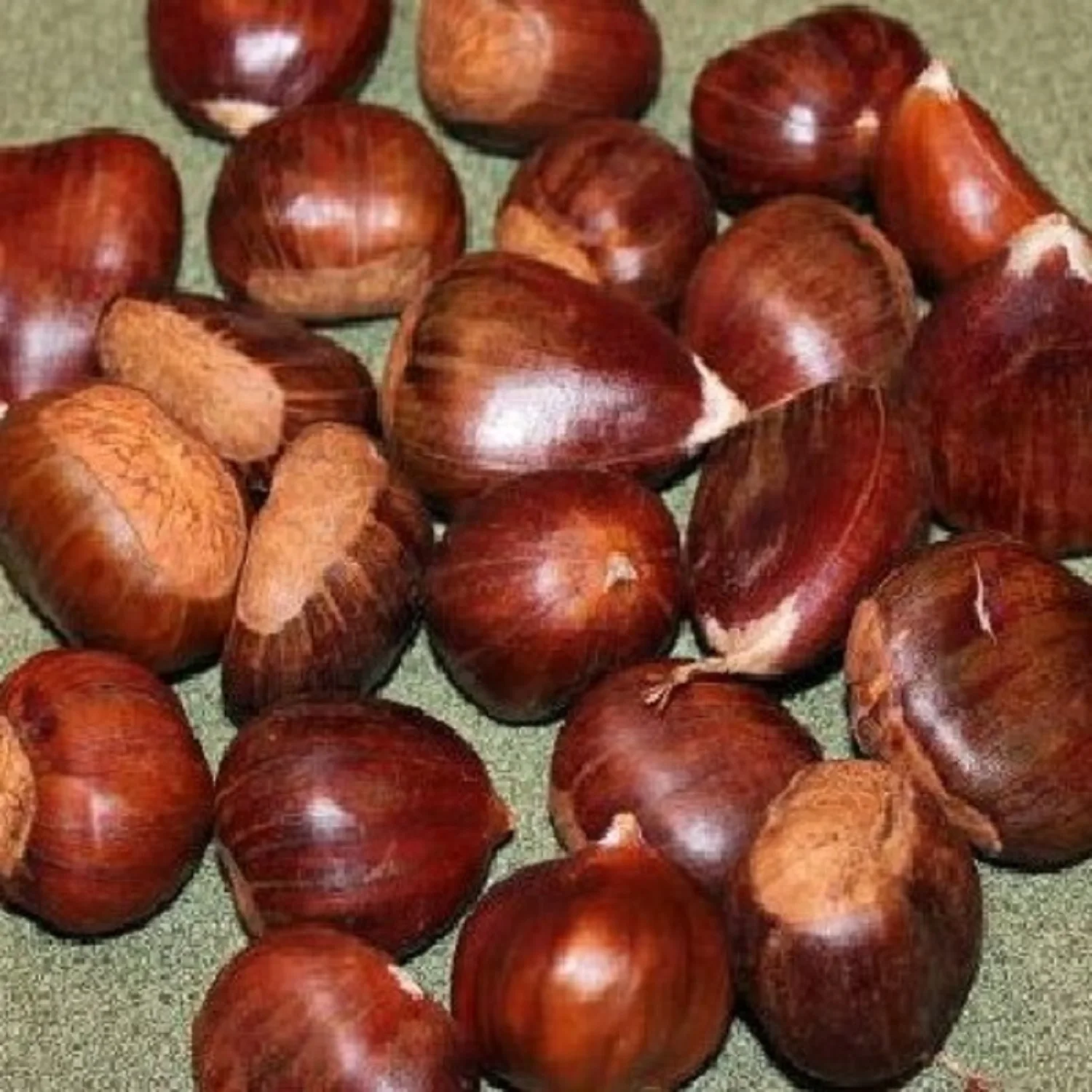 High Quality United Kingdom Fresh Chestnut New Crop Raw Sweet Chestnut Fresh Raw Organic Low Price