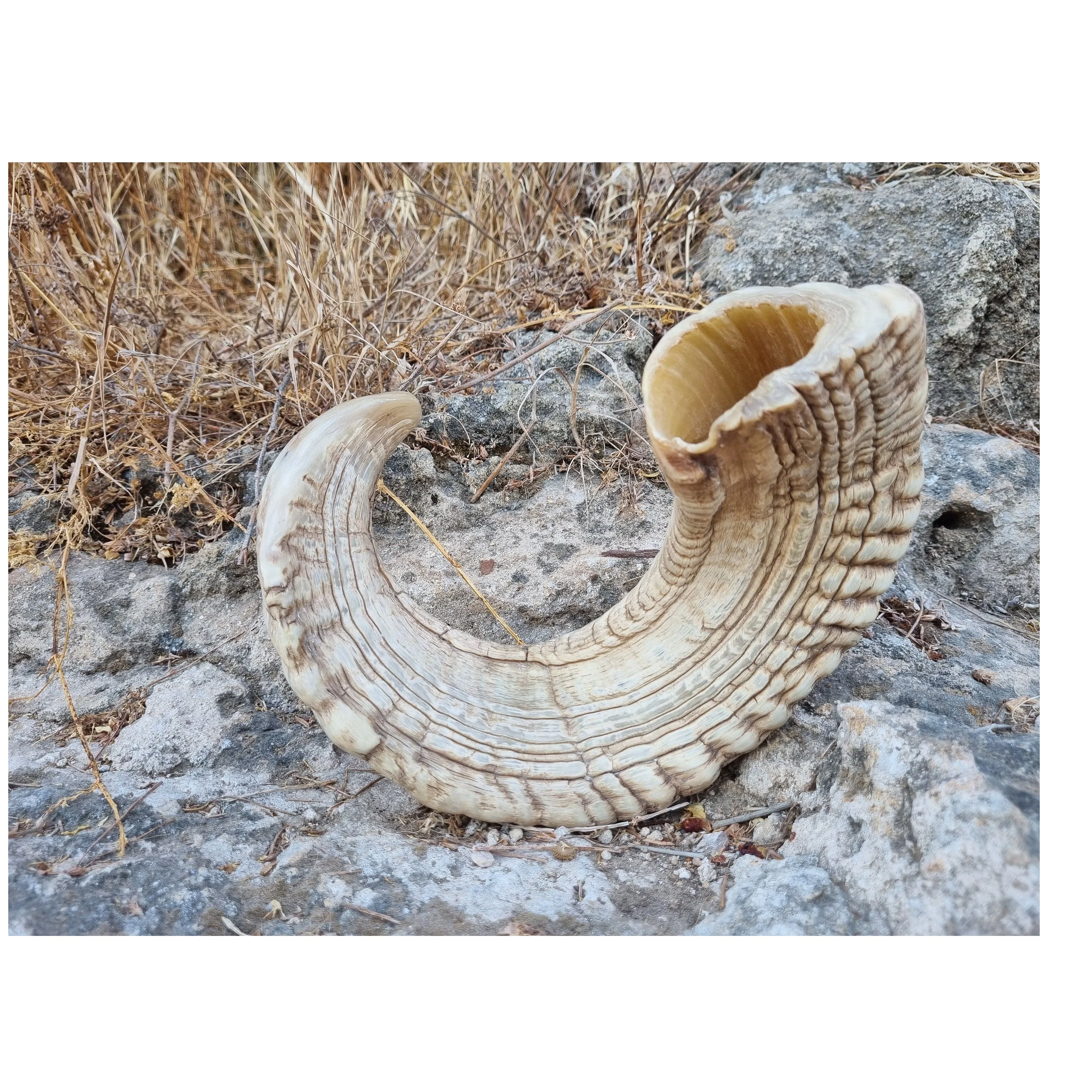 Горячая Распродажа натуральный козий Рог Shofar захватывающее предложение Рош-хашанах йеменит Гуду рог для естественного рога