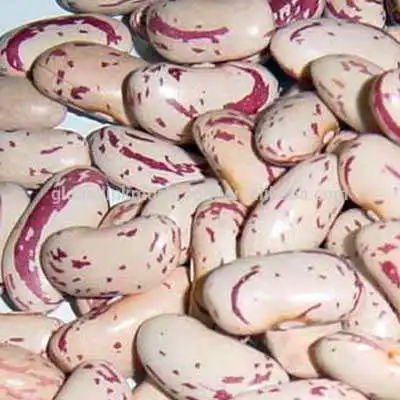 Немецкая фасоль бобы сахар pinto beans для продажи