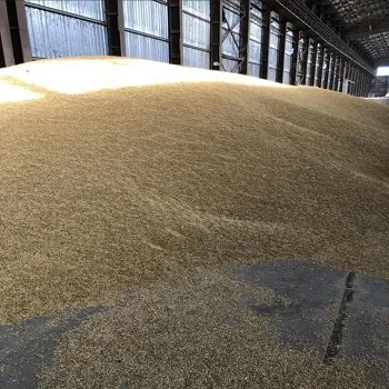 EU Manufacturer animal feed Wheat Bran for animal feed barley