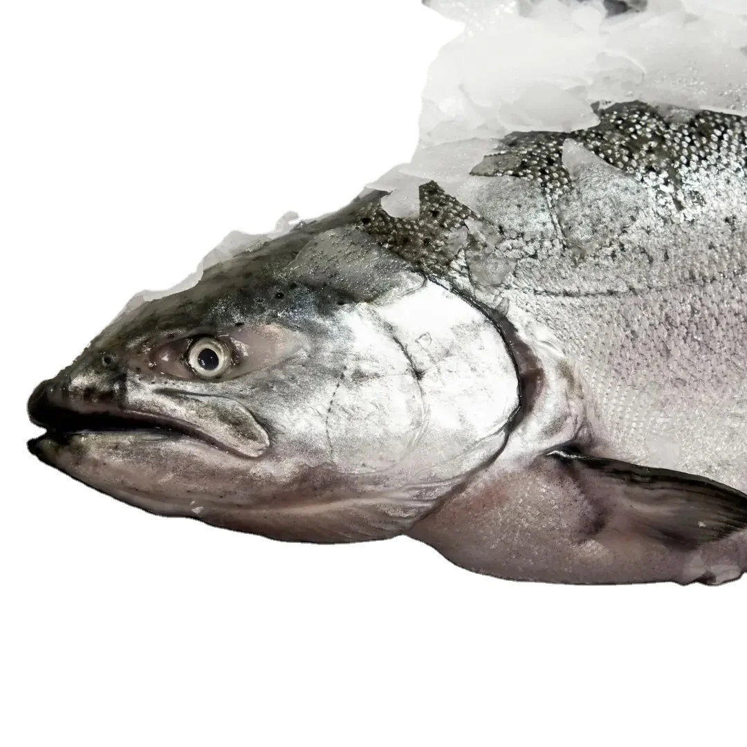 Wholesale Frozen Salmon Fish/Pacific Salmon