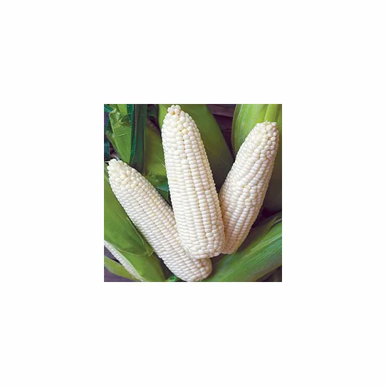 WHITE MAIZE / CORN WHITE MAIZE/CORN