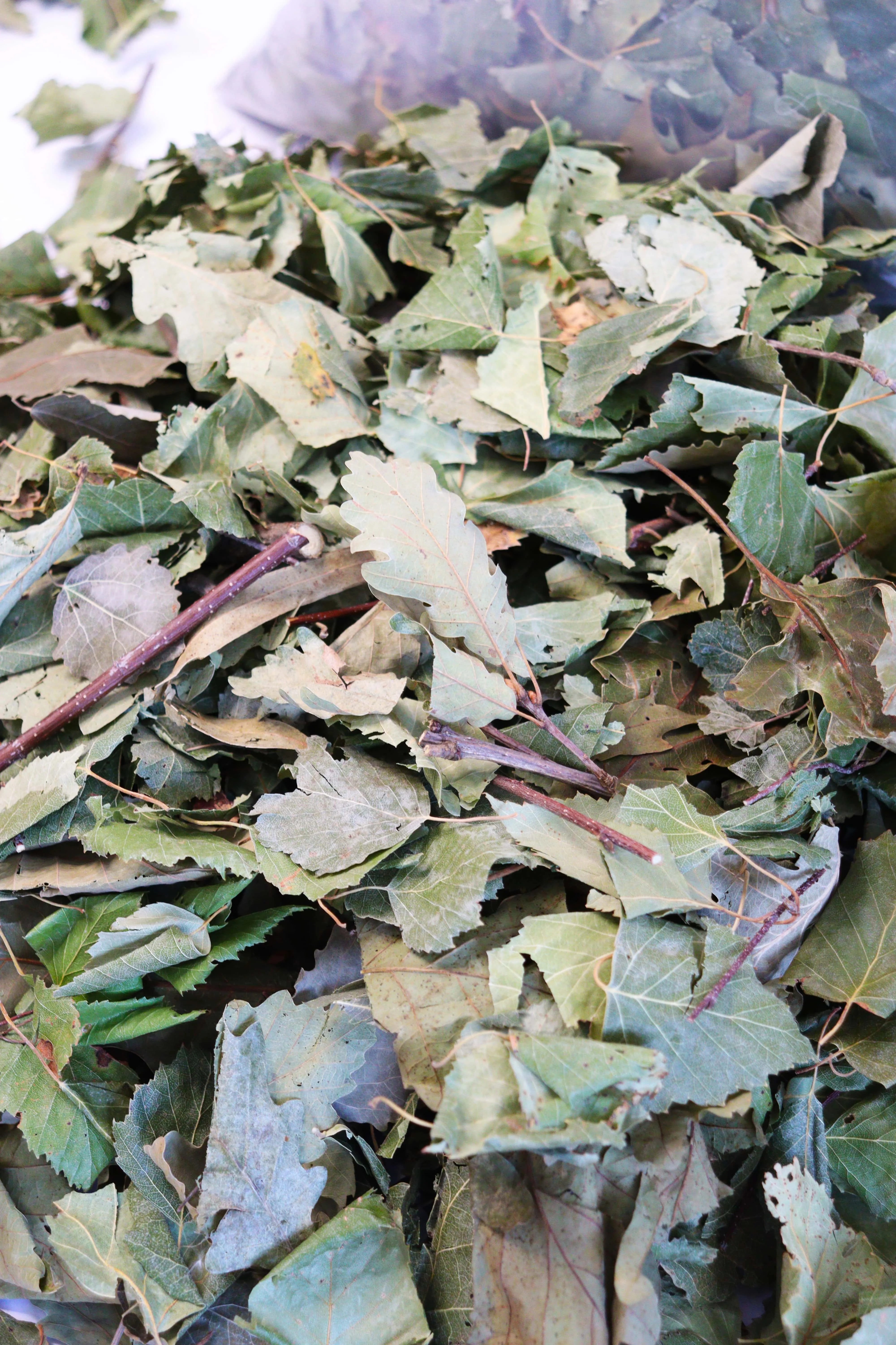 High Quality Organic Hand-Harvested Transparent Plastic Bag 500 gr Pet Food Pet Treat For Rodents Goats