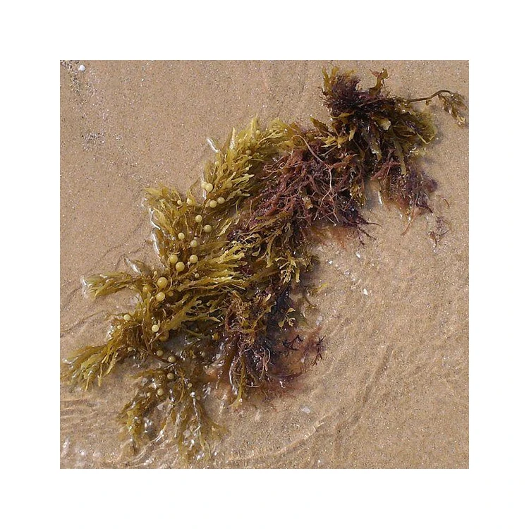 Wholesale Edible Dried Cut Wakame Dried Wakame Seaweed Dried Peruvian