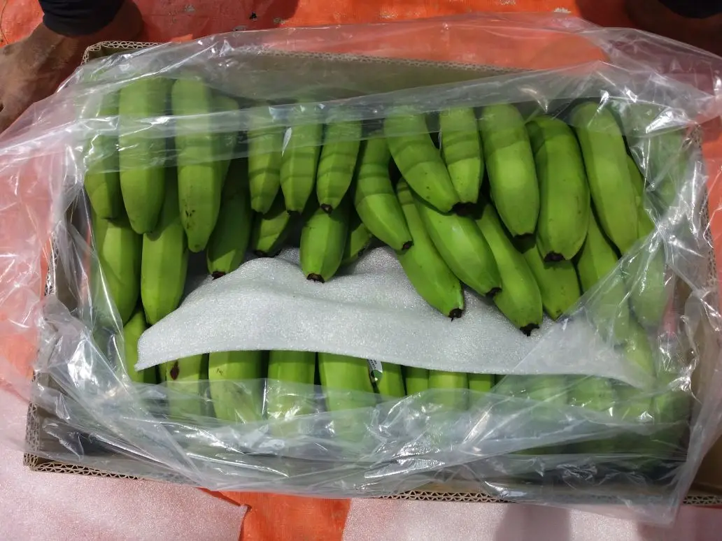 Premium Fresh Bananas, Sweet and Natural, Ideal for Snacking and Cooking, High-Quality Fruit, Bulk Orders Available, Authentic