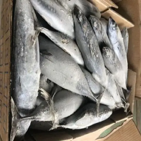 Quality Fresh Frozen Mackerel fish 400-600g For Sale rounded and torpedo-shaped, with a slender, keeled tail base