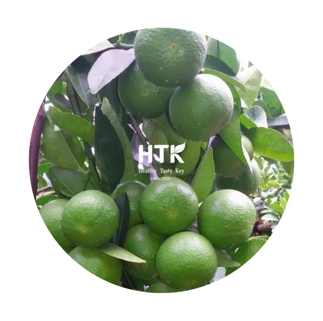 2022 FROZEN GREEN LIME JUICE l CONCENTRATE Made In Vietnam Factory from HTK FOOD for Food & Beverage