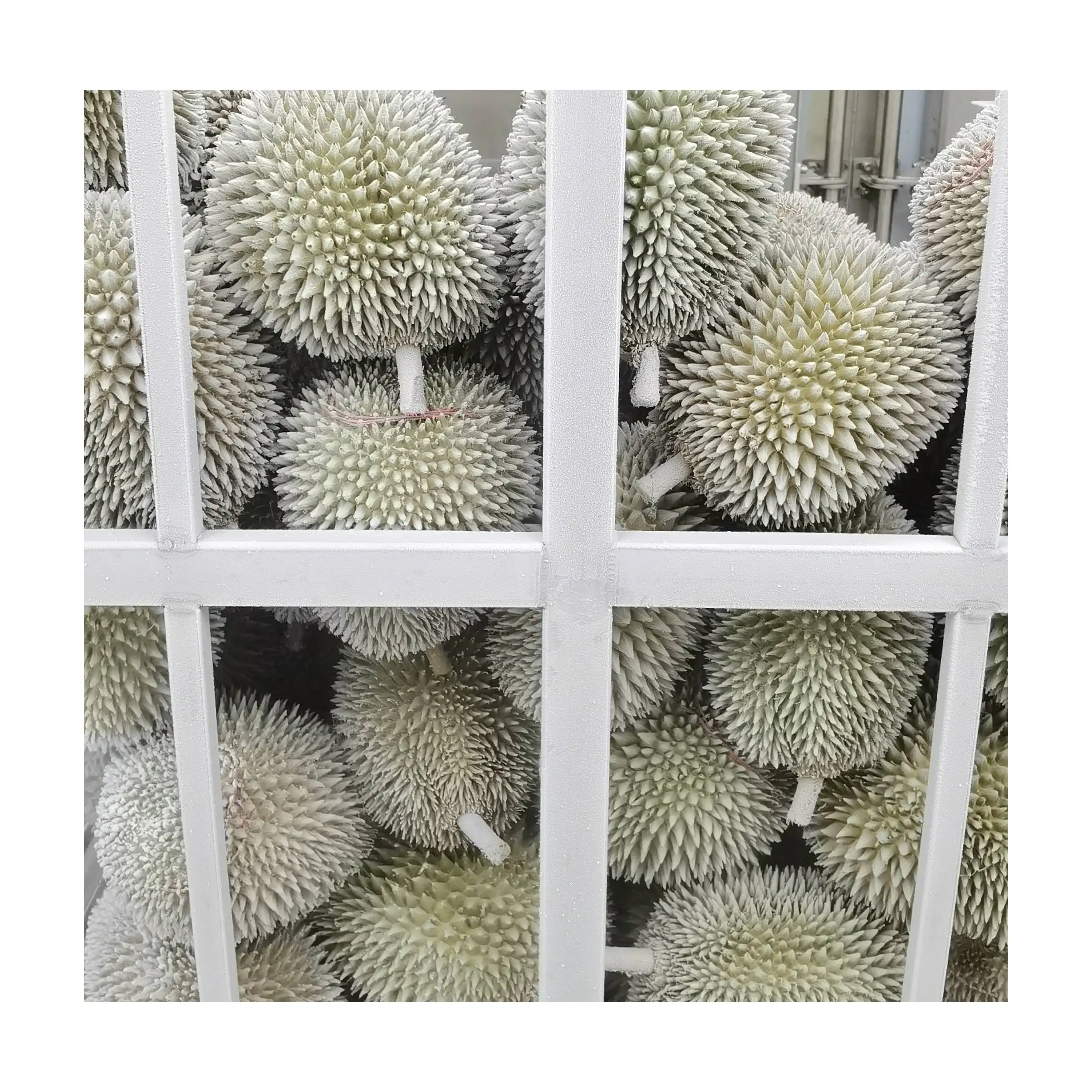 Top Selling High Quality Premium Grade Fruit Malaysia 2.2kg Weight Frozen Fresh Durian Long Shelf Life Fruit Netting Packaging