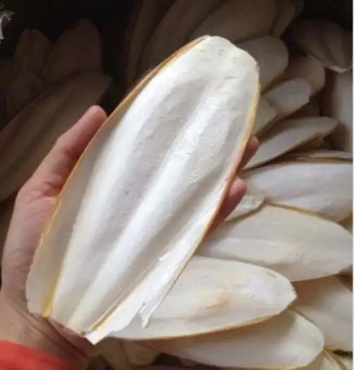 Manufacturer Cuttlebone  And Dried Cuttlefish Bone For Making Chitosan In Vietnam