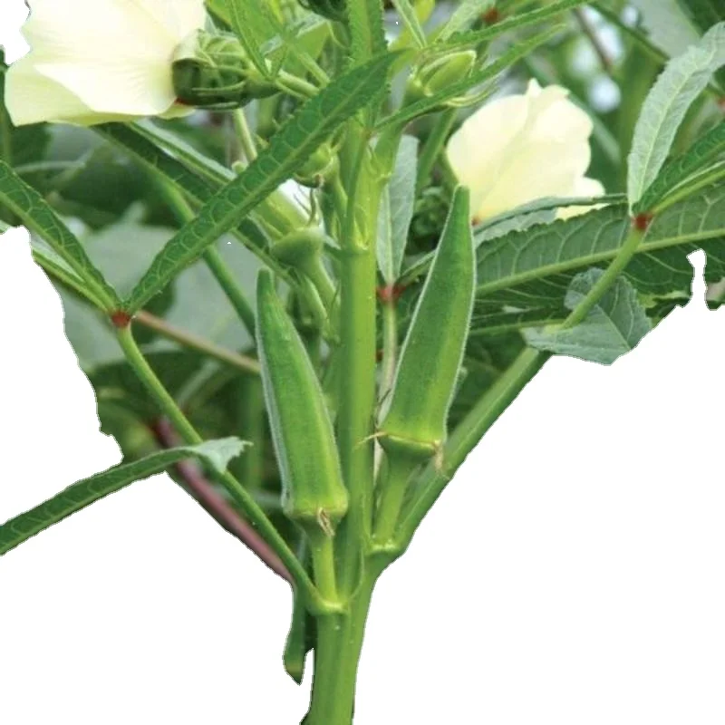 Best Price for Okra Clemson Spineless (Op) Verity for for consumption Okra / Okro exporter