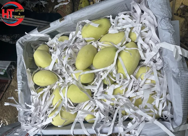 5-10kg Packaging Vietnam Manufactured Good Export Quality Organic Fresh Fruit Unripe Maturity Slightly Sweet Taste Keo Mango