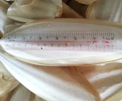 Ranova High Quality Cuttlefish Bone Cuttlebone 100% Natural Cuttlefish Bone From VietNam