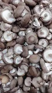 Shiitake Mushroom