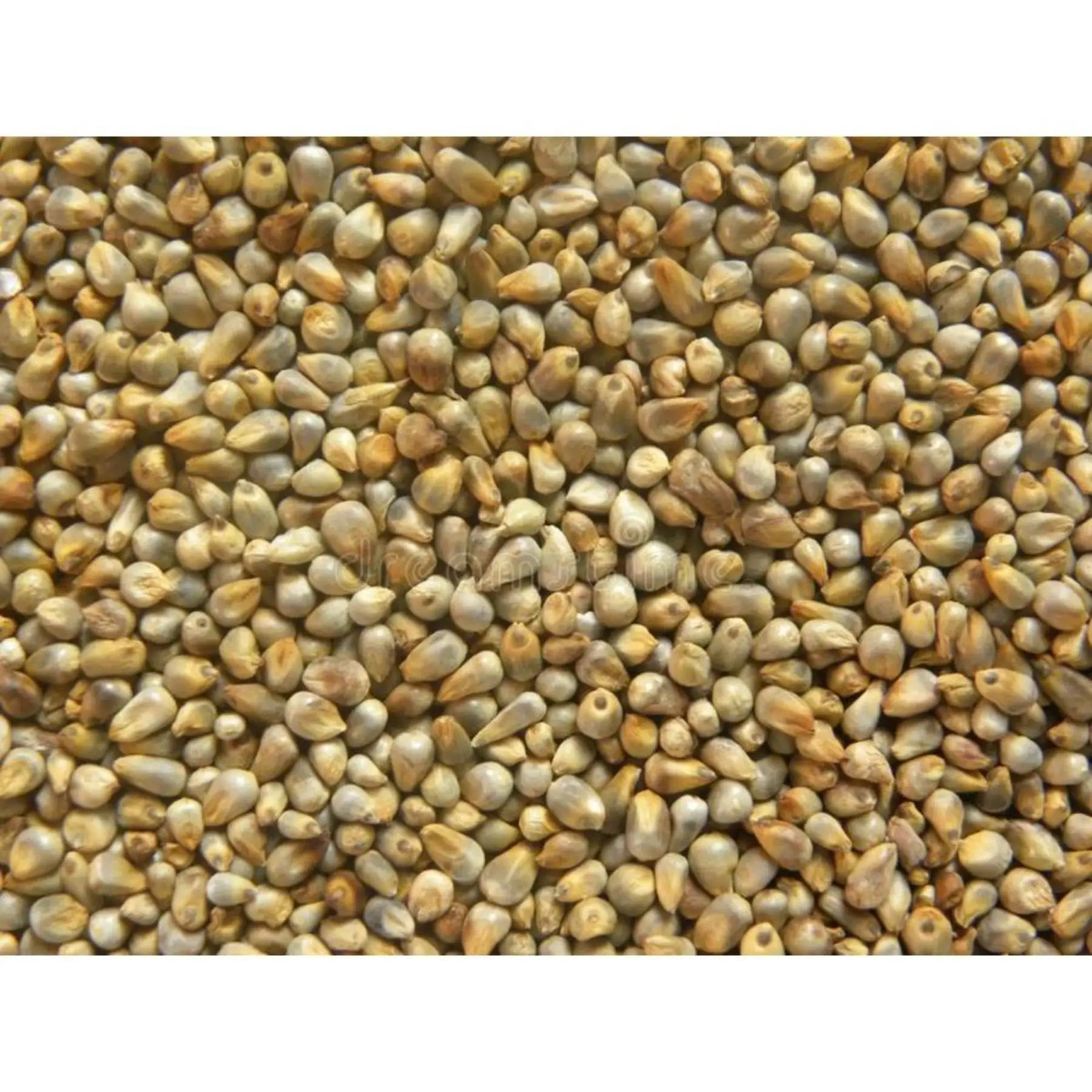 Natural  green millet yellow millet bajra Indian origin feeds