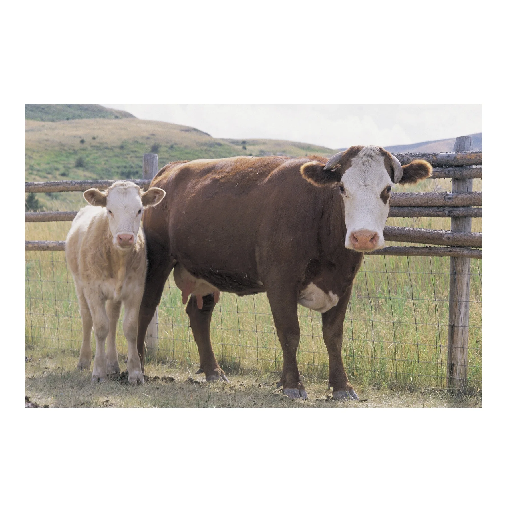 Высококачественный живой скот Holstein Friesian | Живые коровы по