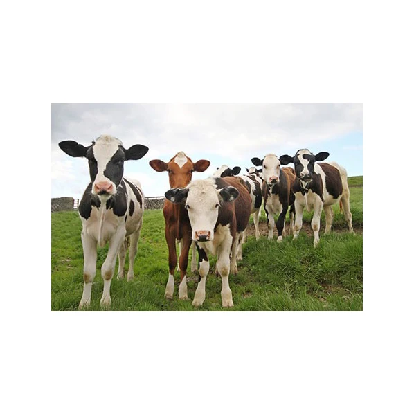 Cow Cow Goat Supplement Sheep Booster Supplier 1kg Mix 1000kg Complete Feed Animal Feed