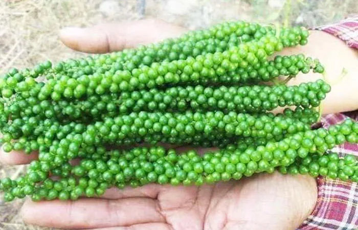 Green pepper high quality freeze pepper with best price