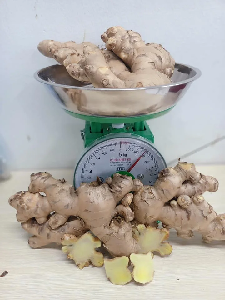 Vietnam FRESH GINGER suppliers and manufacturers Air Dried Ginger 0084971886886