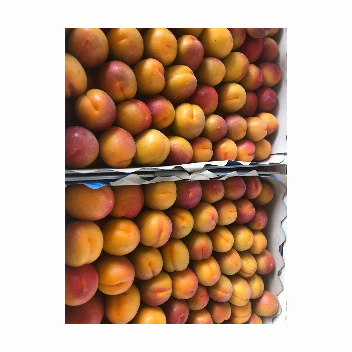 Fresh Apricots Fruit for sale