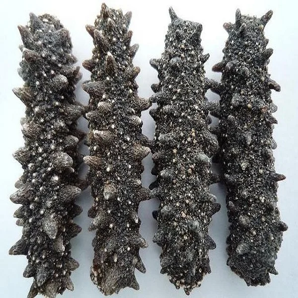 All our best prices for Super Quality Dried Sea Cucumber,High quality delicious sea cucumber dried for sale