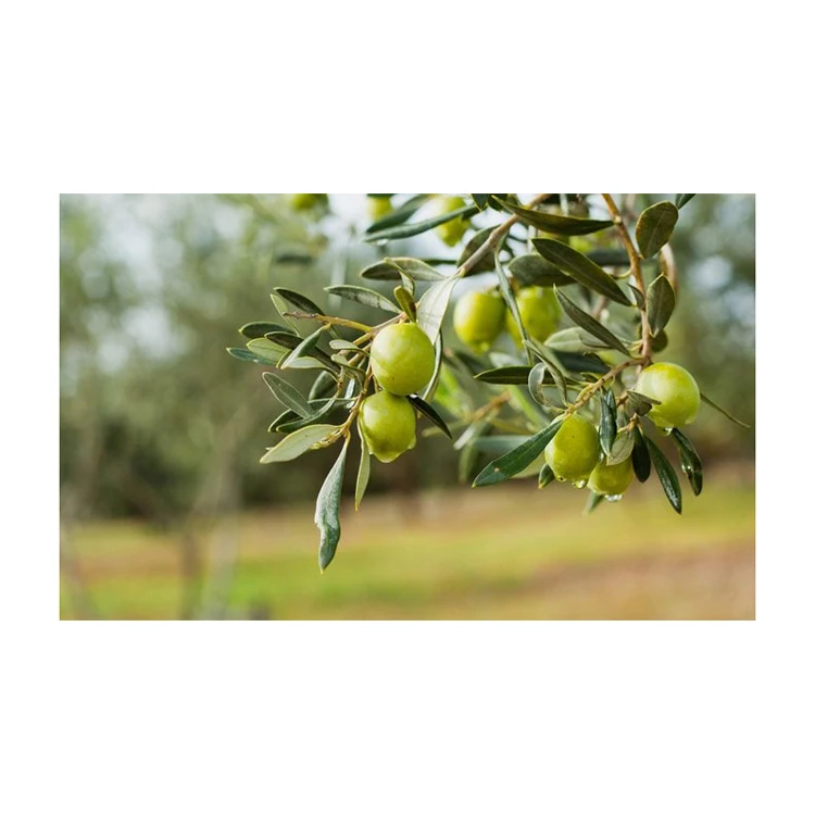 Factory Supply Bulk Wholesale Price Top Quality Canned Olives / Whole Black and green Olives Available For Sale