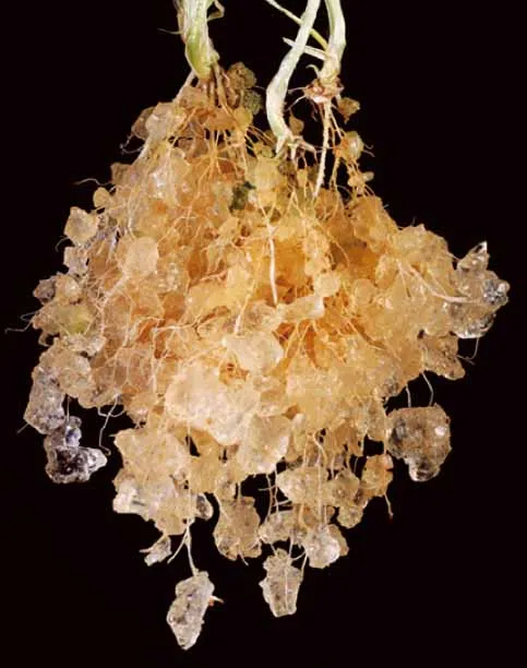 Biodegradable Super Absorbent Polymer Agricultural Sap