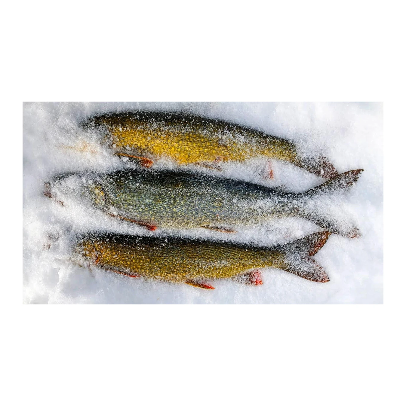 Wholesale Quantity Supplier Selling frozen Barracuda Fish Fish at Direct Factory Price