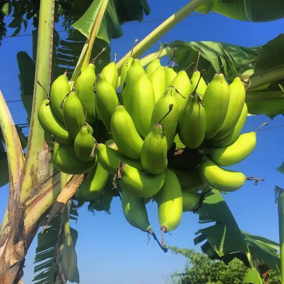 Choose Vietnam for Fresh Bananas: Quality and Value in Every Purchase