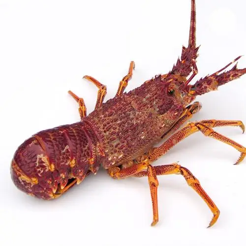 Frozen Fresh Live Green Lobster - Alive Bamboo Lobster - Live spiny lobster for sale