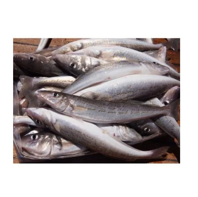 Онлайн покупка/заказ Высококачественная замороженная рыба хека из морепродуктов HGT/цельная с лучшим качеством Лучшая цена экспорт Германии