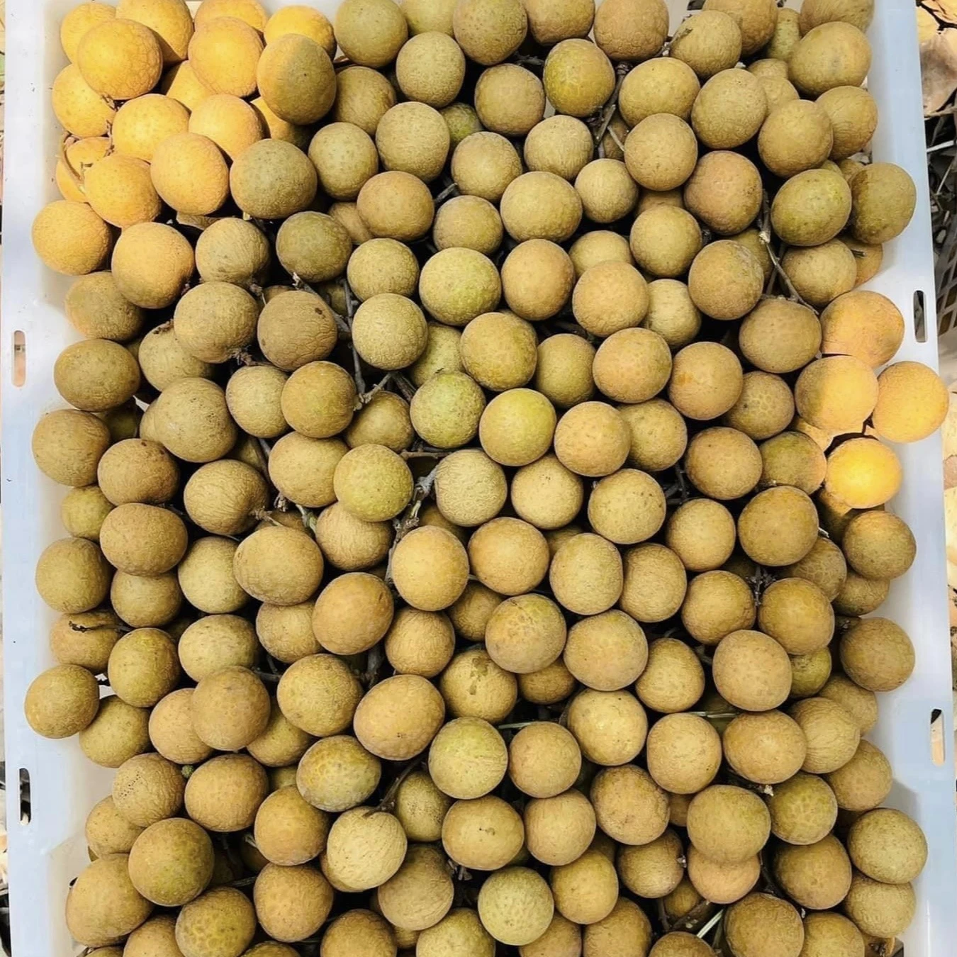 HIGH QUALITY FRESH LONGAN VIETNAMESE FRESH ORGANIC FRUIT BEST SELLING TOP GRADE HIGH RECOMMEND