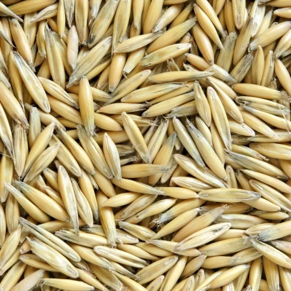 2021 Hot Sale New Crop Wholesale Barley Grain Prices in Germany
