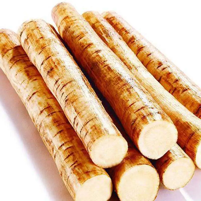 Delicious Fresh Burdock, Golden Burdock and fresh Burdock, Fresh Burdock Root/FRESH BURDOCK Ready for Supply at  Good Price