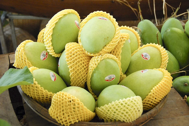 Wholesale Vietnam Fresh Fruit Export Organic Cultivation Good Taste Mango High Quality Export Standard