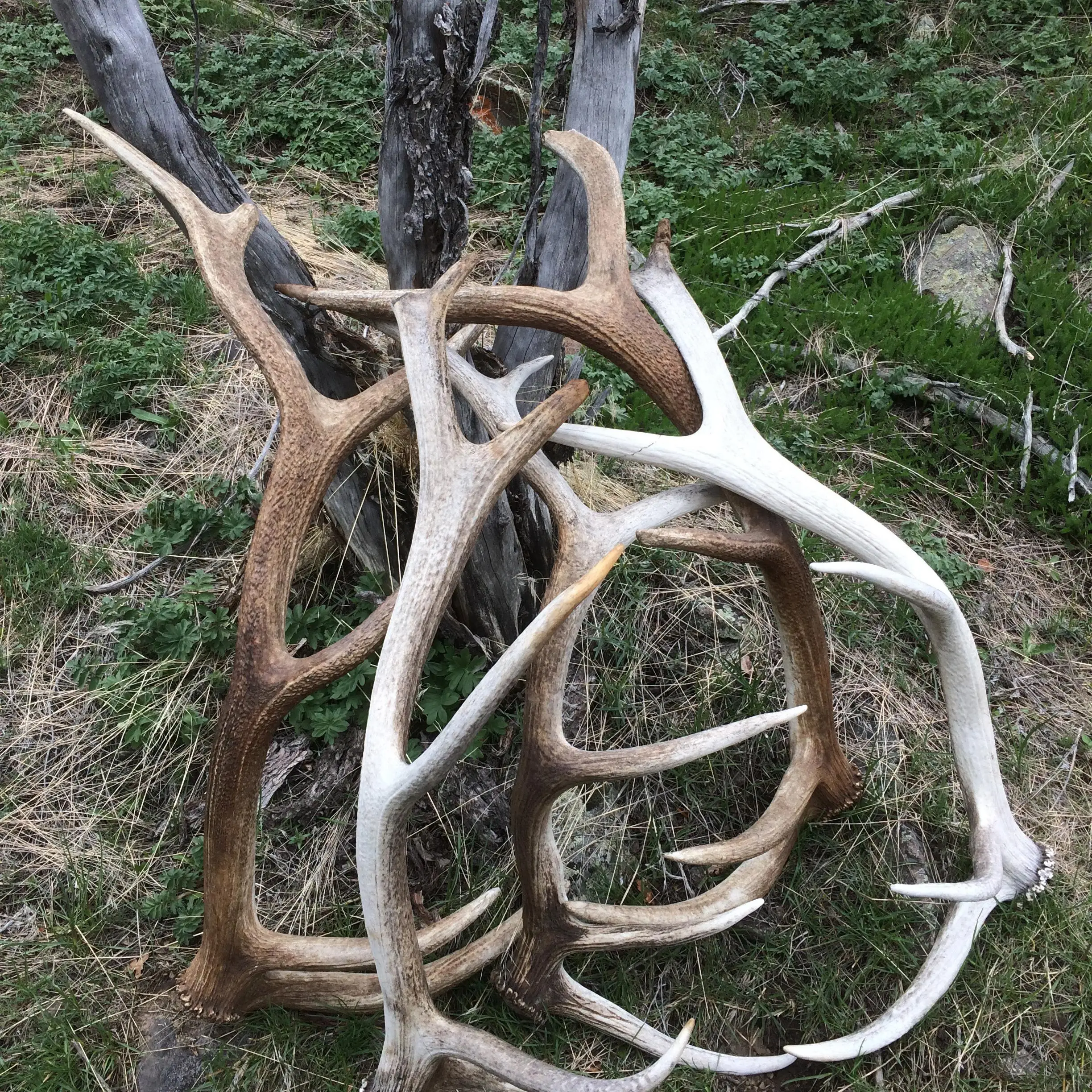 Deer antlers5.jpg