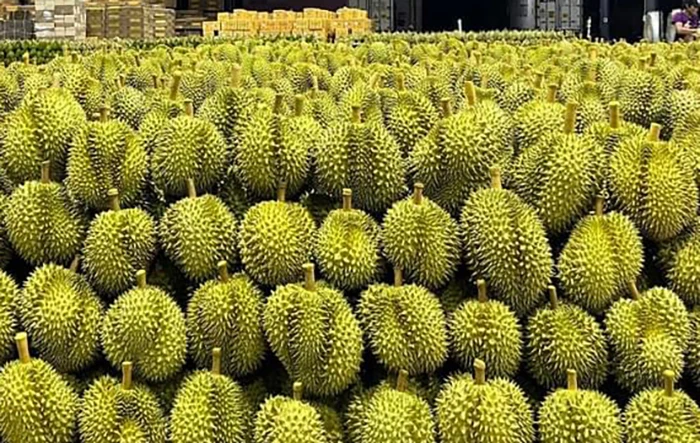 The Best Grade Durian From Thailand.