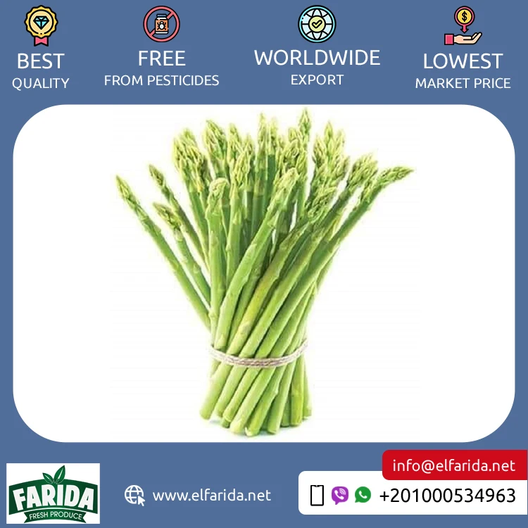 Supplier and Exporter of Hot Selling Premium Quality 100% Natural Green Fresh Vegetables Asparagus from Egypt at Bulk Price