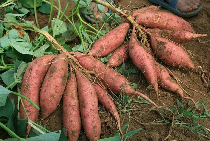 Best seller Japanese sweet potato