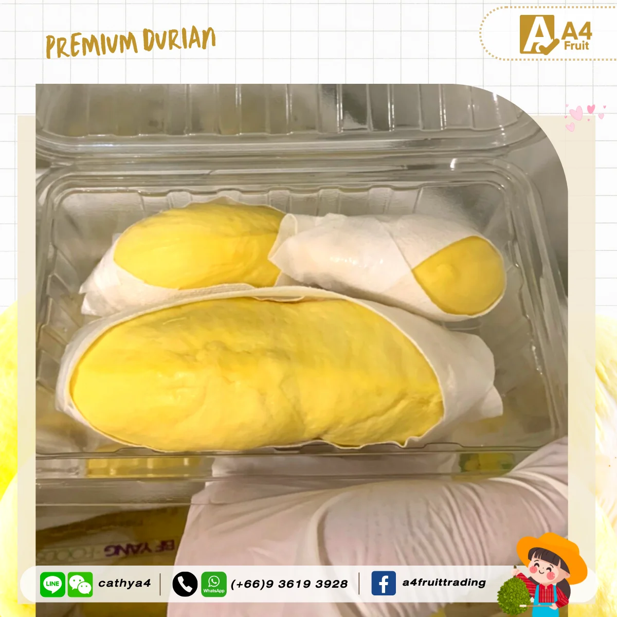 Fresh Durians King of Fruits Direct from Thailand Best in the World for China