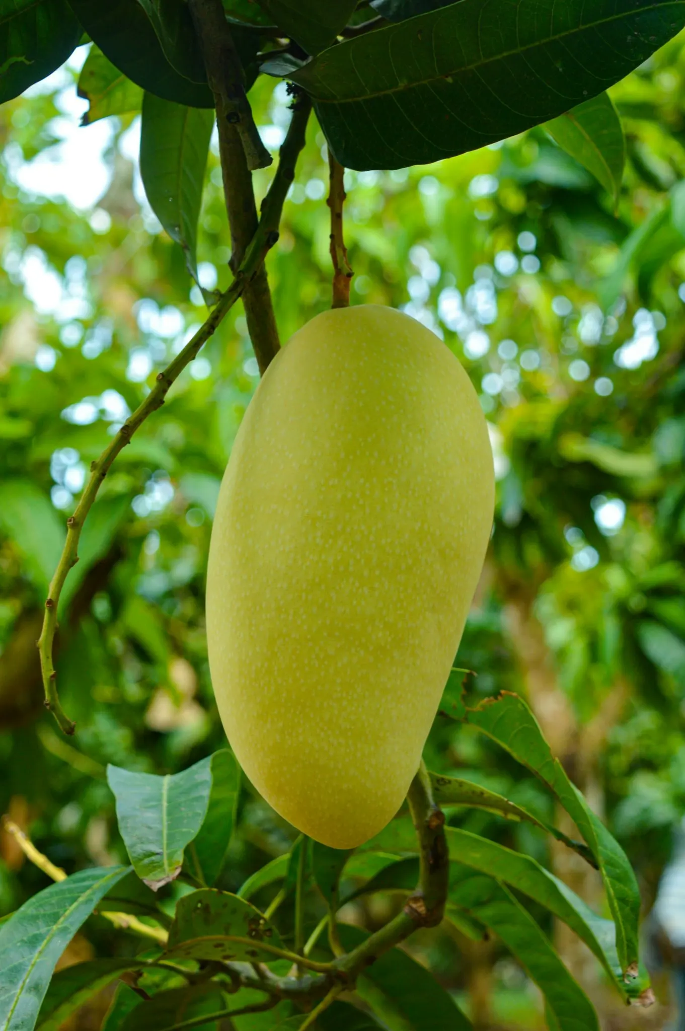 [ Hot Deal ] Vietnamese Cat Chu Mango Good for Healthy Export Purchase Carton Packaging Vietnam Trading Fresh Mangos