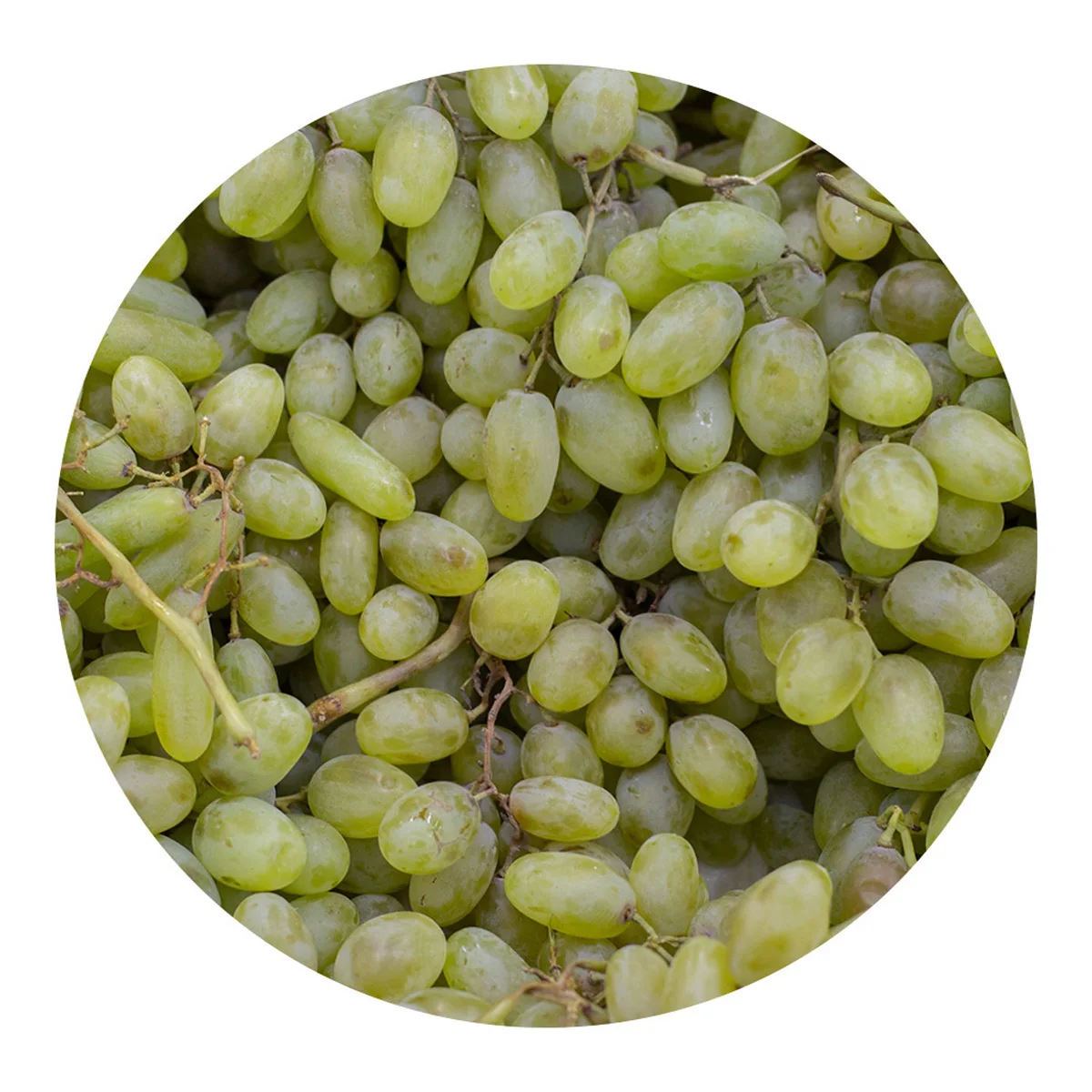 Fresh grapes for eating fast delivery wholesale low price