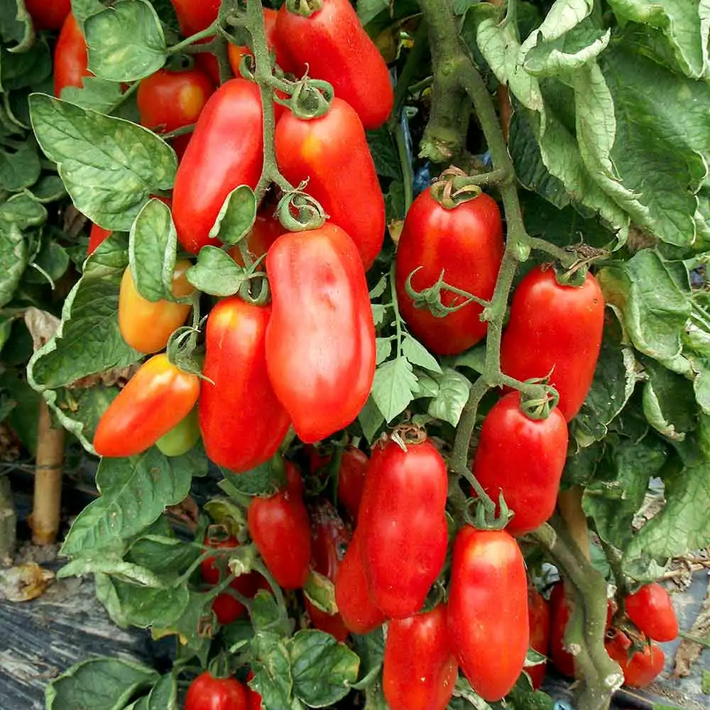 Сан-мазарно помидор для