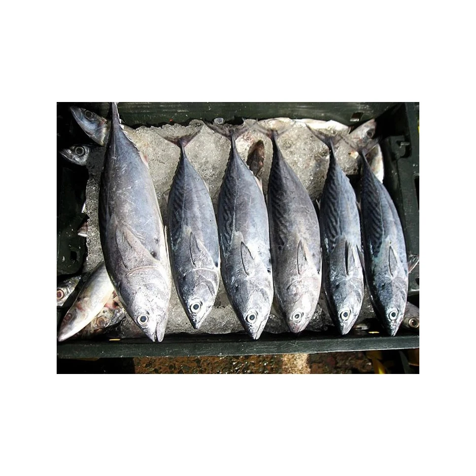 Продукт морепродукты свежий скипджек тунец замороженная рыба