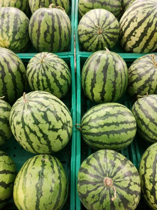 WATERMELON QUALITY FRESH FROM TURKEY WHOLESALE Fresh Watermelon for Sale Bulk Fresh Fruit AGROWELL TURKISHGOODS