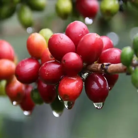 Green Coffee Beans New Product Agriculture Robusta Coffee Beans from VIETNAM