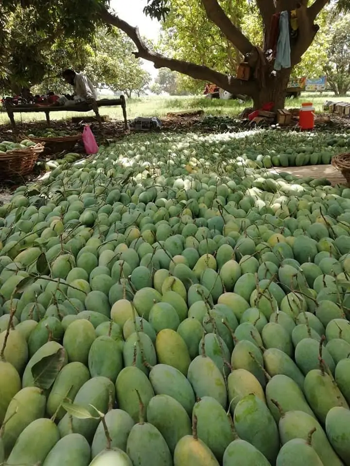 Pakistani Mango Fresh Premium Quality Available all Kind of Mango from Pakistan at wholesale Price with Customized logo