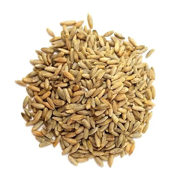 Wholesale Price Supplier of Organic Rye Grains Bulk Stock With Fast Shipping